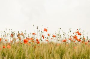 Event Recap: HFE Regulatory Session: Clinical Evaluation Under MDR & FDA